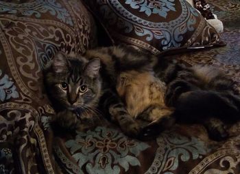 High angle view of cat resting