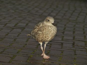 Close-up of bird perching on ground