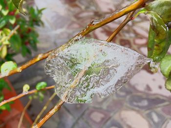 Close-up of butterfly perching on web