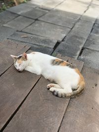 High angle view of cat sleeping on footpath