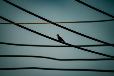 Low angle view of bird perching on a cable