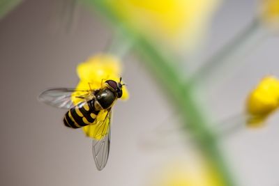 Close-up of bee pollinating on flower