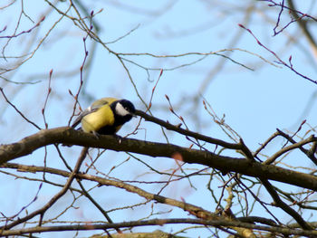 bird