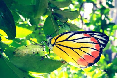 Close-up of butterfly perching on plant