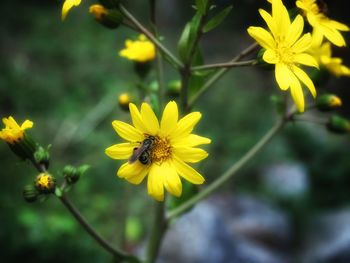 Close-up of yellow flowering plant on field