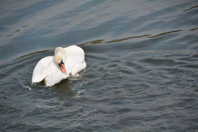 View of bird in water