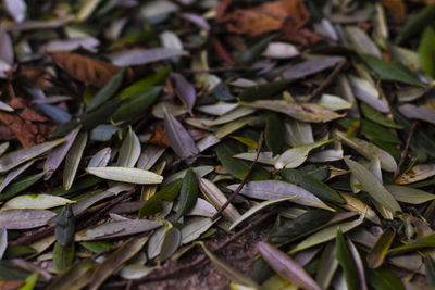 Full frame shot of plants growing on field