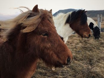 Close-up of camel on landscape against sky