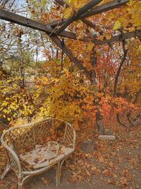 Trees and leaves on table during autumn