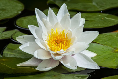 Close-up of water lily in lake