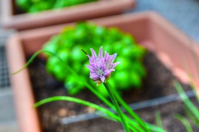 Close-up of flower