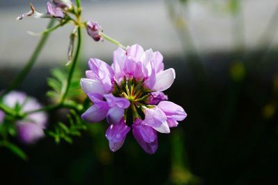 Close-up of pink flowers