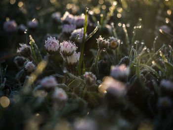 Close-up of flowering plant