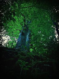 Low angle view of trees in forest