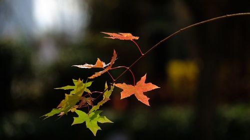 Close-up of maple leaves on plant