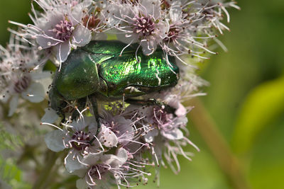 Close-up of insect on flower