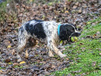 Full length of a dog