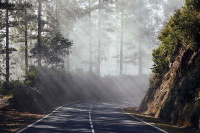 Sunbeams in fog. asphalt road passes through misty forest in tenerife. canary islands, spain.