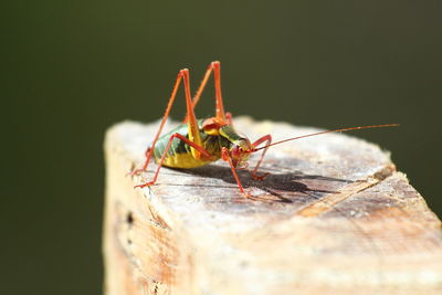 Close-up of insect on wood