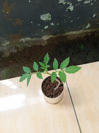 High angle view of small potted plant on table