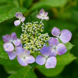 Close-up of purple flowers