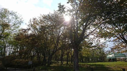 Low angle view of sunlight streaming through trees