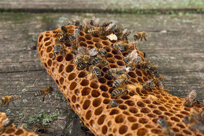 Close-up of bees