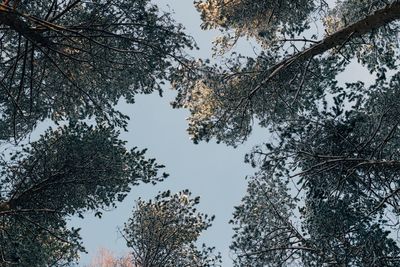 Low angle view of trees against sky during winter