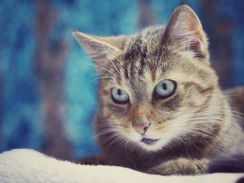 Close-up portrait of cat