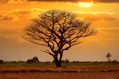 Silhouette bare tree on field against sky at sunset