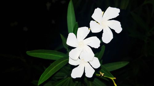 Close-up of white flowers blooming outdoors