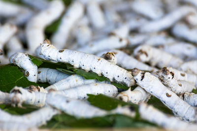 Close-up of lizard on plant