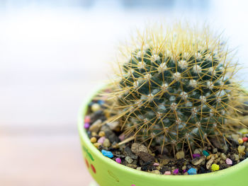 Close-up of cactus plant in pot