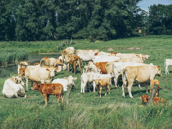 Cows on grassy field against sky