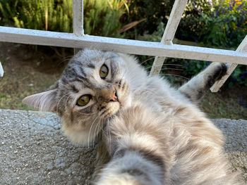 Close-up portrait of a cat