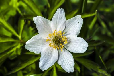 Close-up of white flower blooming outdoors