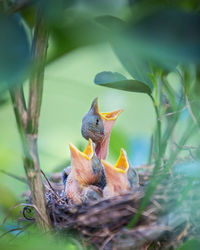 Close-up of birds in nest