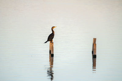 View of bird perching on wood in lake