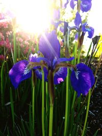 Close-up of purple flowers