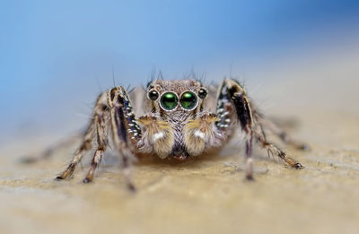 Close-up of jumping spider