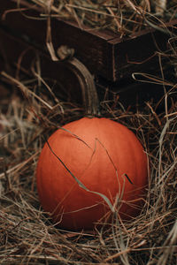 Thanksgiving holiday. halloween. orange pumpkin in a hay. farmer's market. autumn vegetables harvest