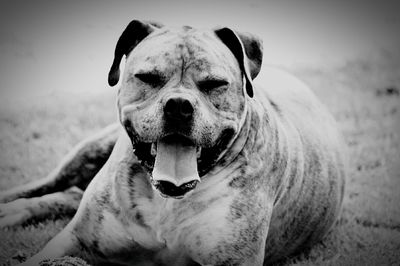 Close-up portrait of a dog