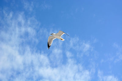 Low angle view of swan flying against sky