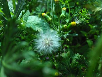 Close-up of flowering plant