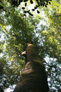 Low angle view of trees in forest