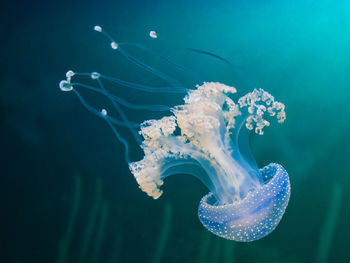 Close-up of jellyfish