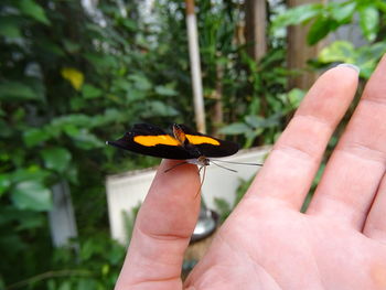 Close-up of a hand holding insect