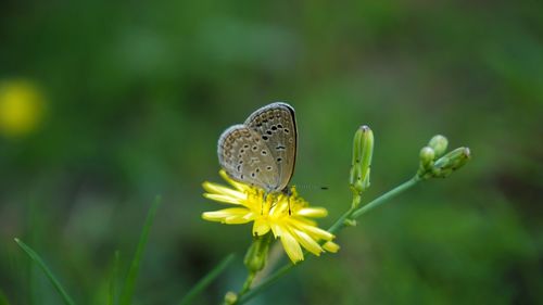 Close-up of butterfly pollinating on flower