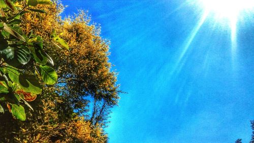 Low angle view of trees against blue sky