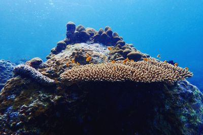 Fish swimming in sea